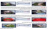 روش سالم سازی میوه و سبزیجات