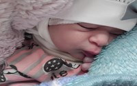 تولد نوزاد عجول در یکی از روستاهای شهرستان تکاب 
